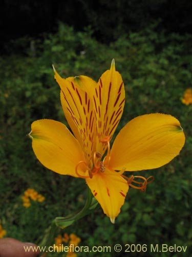 Image of Alstroemeria aurea (Alstromeria dorada / Amancay / Liuto / Rayen-cachu). Click to enlarge parts of image.